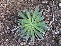 Echium Wildpretti (fam Boraginacees) (Canaries) (1) (Photo F. Mrugala)